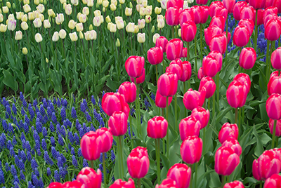 Capital Region Spring