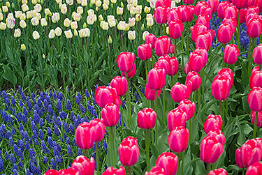 Spring in the Capital Region